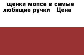 щенки мопса в самые любящие ручки › Цена ­ 20 000 - Все города Животные и растения » Собаки   . Адыгея респ.